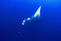 Manta and diver . by Eric Orchin 